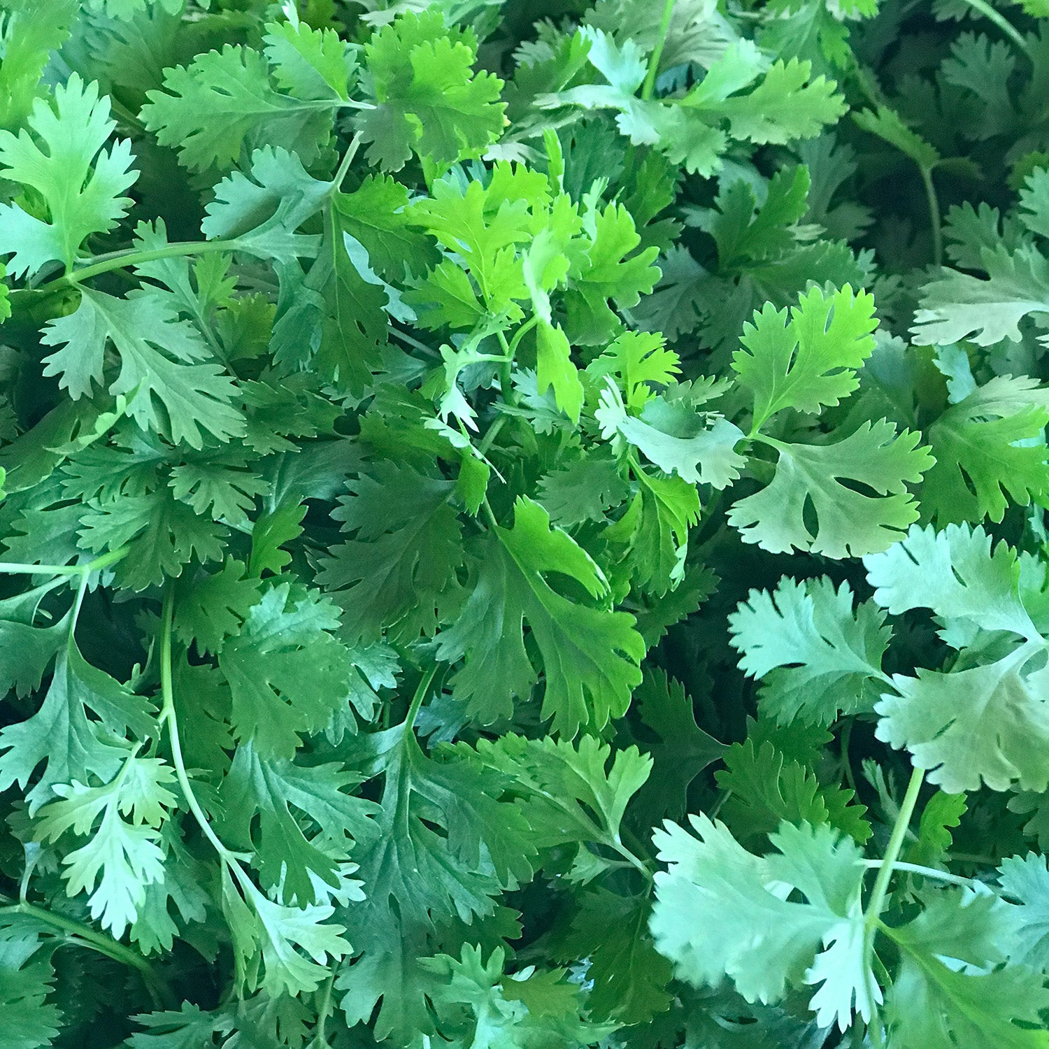 Cilantro