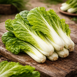 Chinese Cabbage