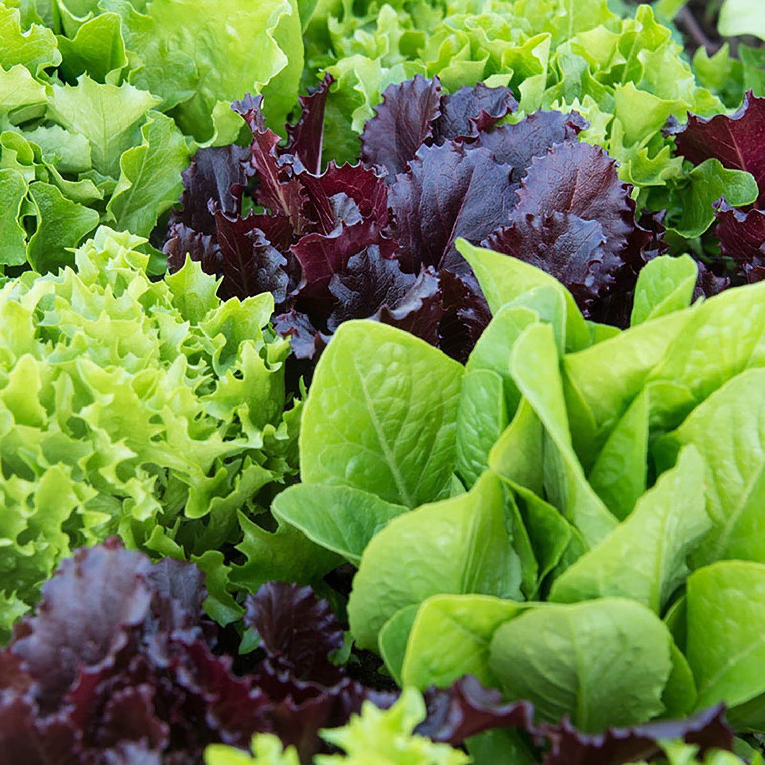 Spring Mix Letuce Lettuce Mix – Verdeyá