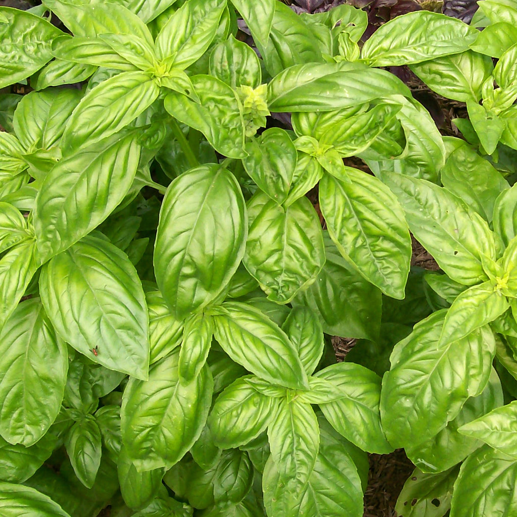 Genovese Basil – Verdeyá