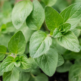 Oregano