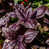 Purple Basil