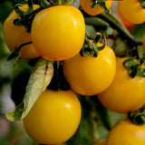 Yellow Mini Tomatoes